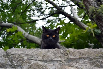 Curious black cat with yellow eyes