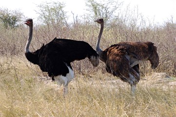 Proud Ostrich Couple in the Etosha National Park