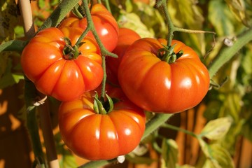 Garden tomatoes, in the evening sun