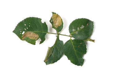 Mined leaf of rose / Emmetia angusticollella / Coptotriche angusticollella /  - obrazy, fototapety, plakaty