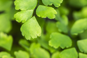 Adiantum raddianum, fern.
