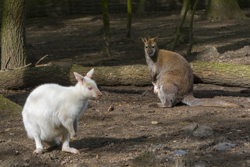 Mixed wallaby family © belizar