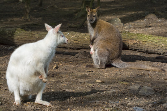 Mixed wallaby family