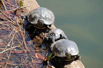 Group of turtles chilling at the bank