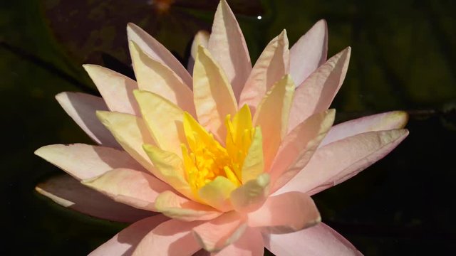 Instantly recognisable, waterlilies are possibly the most sought after of all waterplants. 