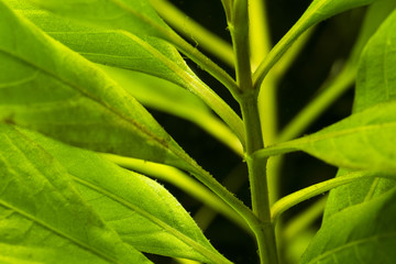 Green leaves of aquarium plants with stem.
