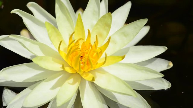 Instantly recognisable, waterlilies are possibly the most sought after of all waterplants. 