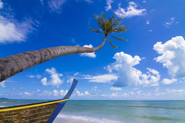 Coconut trees sky © gee1999