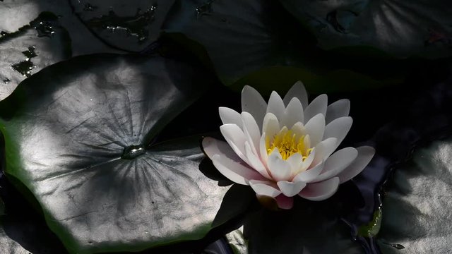 Instantly recognisable, waterlilies are possibly the most sought after of all waterplants. 