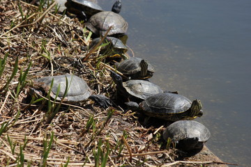 Fototapeta premium Group of turtles chilling at the bank