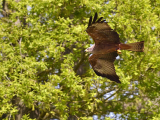 Black Kite (Milvus migrans) in flight seen from below on the foliage background 