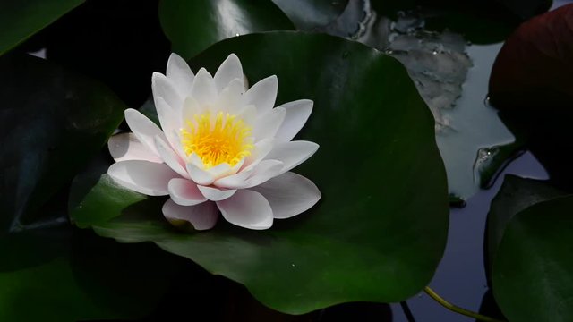 Instantly recognisable, waterlilies are possibly the most sought after of all waterplants. 