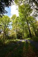 Bluebell wood