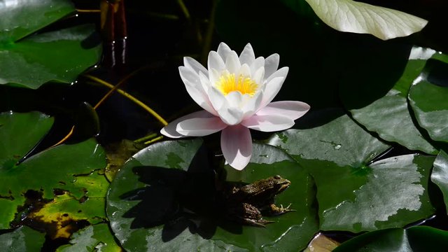 Instantly recognisable, waterlilies are possibly the most sought after of all waterplants. 
