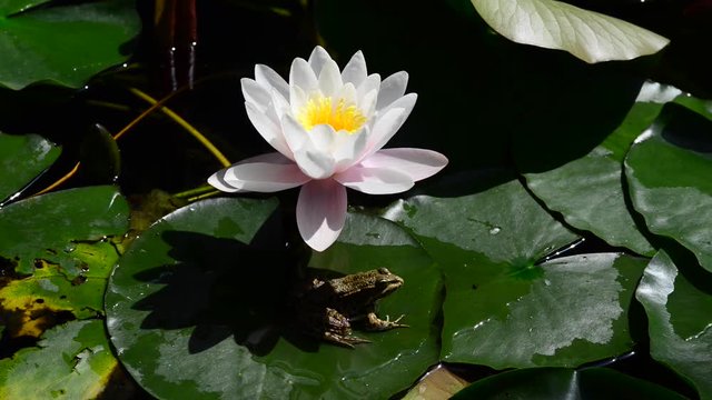 Instantly recognisable, waterlilies are possibly the most sought after of all waterplants. 