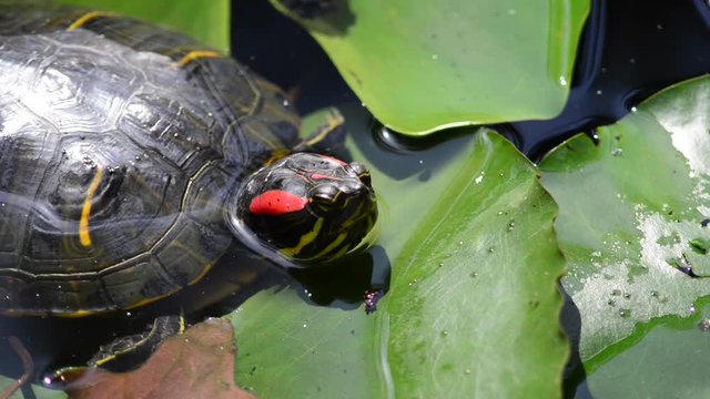 Instantly recognisable, waterlilies are possibly the most sought after of all waterplants. 