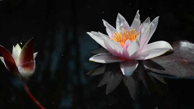 Instantly recognisable, waterlilies are possibly the most sought after of all waterplants. 