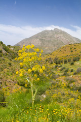 Fototapeta na wymiar Wild fennel (Foeniculum vulgare) in a valley on Crete