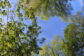 Blick nach oben in das frische Grün der Bäume vor blauem Himmel