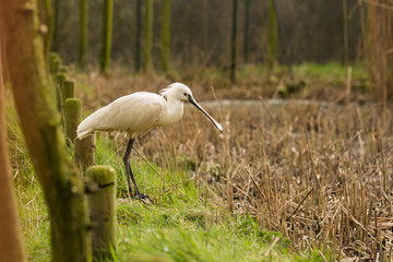 Spoonbill Standing In The Grass On A Lake