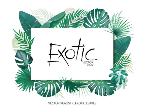 Summer tropical background with exotic palm leaves and plants. Banner template, Vector floral background.