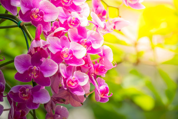 The background image of the colorful flowers