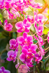 The background image of the colorful flowers