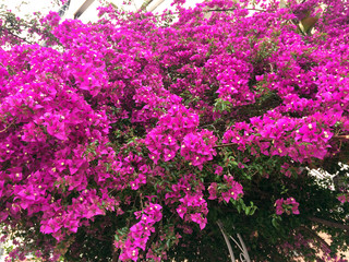 Fototapeta na wymiar bougainvillea, purple, flower, flowers, garden, nature, beauty, Mediterranean plants, blooming 