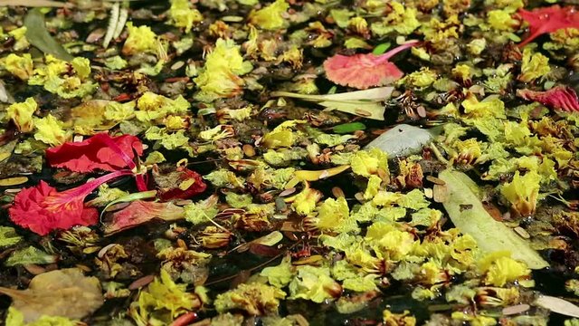 Beautiful fallen flowers and leaves floating on green water. Flowers of yellow Peltophorum pterocarpum, copperpod and red Delonix regia, flame tree