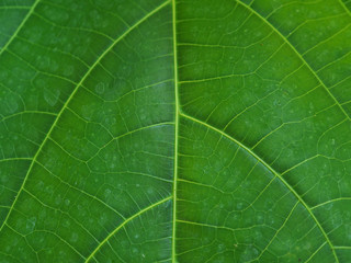 Leaf background