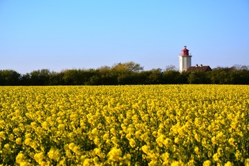 Leuchtturm, Raps, Westermarkelsdorf, Fehmarn, Schleswig-Holstein