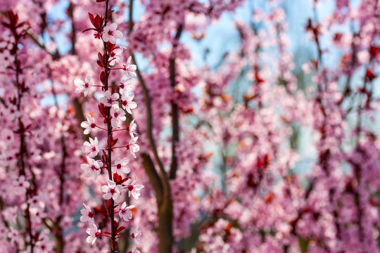 Cherry Tree Twigs. Spring Background.