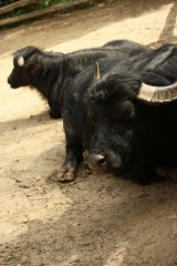 Fototapeta premium Büffel