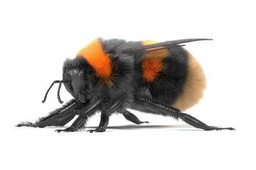 realistic 3d render of bombus terrestris