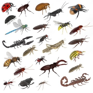 realistic 3d render of insect - large collection