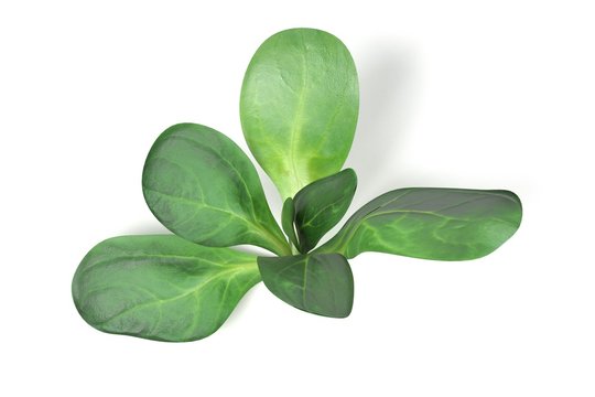 Realistic 3d Render Of Lettuce On White Backround