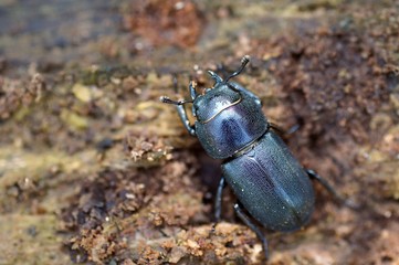 Balkenschröter (Dorcus parallelipipedus)