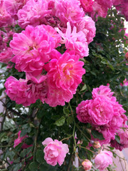 Fototapeta premium roses, rose, rosaceae, flower, spring, garden, pink, nature, blossom