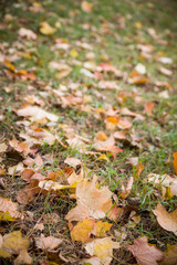 Autumn marple leaves on the grass and road. Natural background.