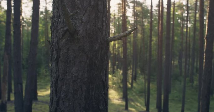 slightly toned pine forest in warm summer handheld stabilized slowmotion footage, shot in 4k 60fps