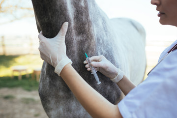 Vet giving injection to a horse. Selective focus on injection. 