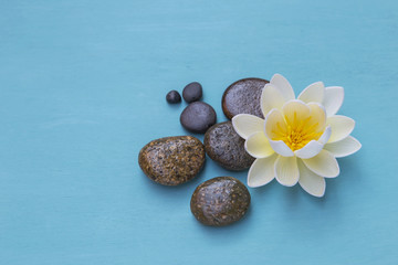 Spa decorate concept, white lotus flower on round pebble stone with space on blue background