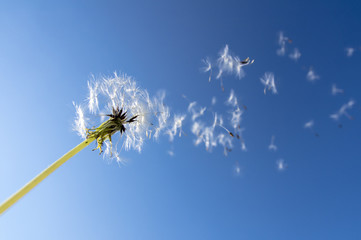 タンポポの綿毛