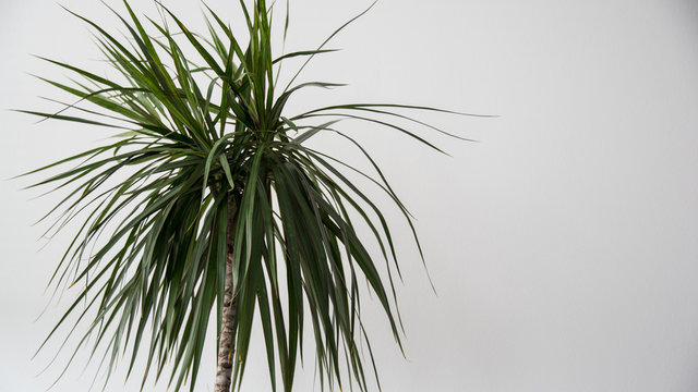 Cornstalk Dracaena