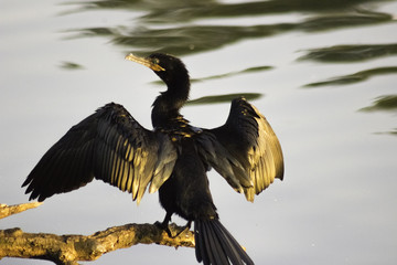 Cormorant