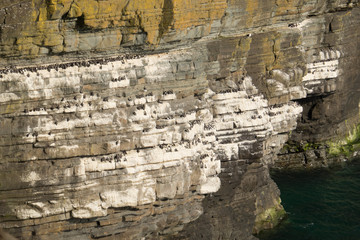 Guillemot nesting colony.