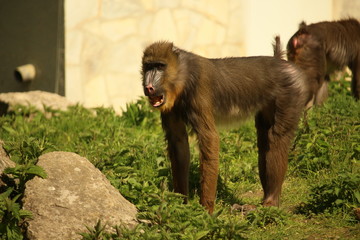 Ein Affe