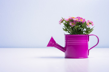 Isolated flower in a purple tin can