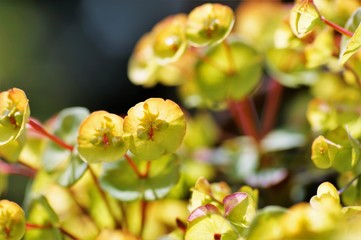 Wolfsmilch Blüten