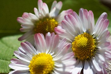 Obraz premium Gänseblümchen